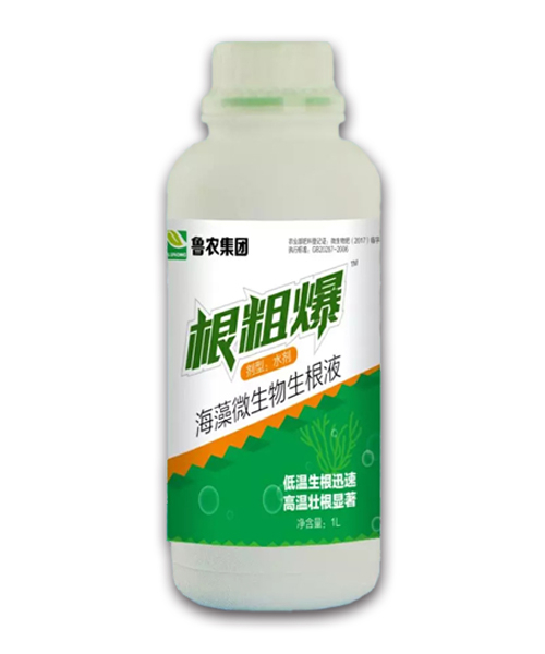 根粗爆海藻微生物生根液