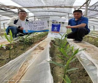潍坊安丘大汶河开发区王飞祥应用哈茨木霉底肥